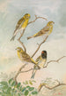 Serinus serinus Serinus pusillus - Johann Friedrich Naumann — widok dzieła