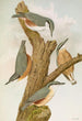 Sitta europaea caesia Sitta europaea L - Johann Friedrich Naumann — widok dzieła