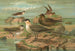 Stercorarius longicaudus Vieill Stercorarius parasiticus - Johann Friedrich Naumann — widok dzieła