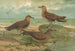 Stercorarius parasiticus Stercorarius pomarinus Wielki labędź Stercorarius longicaudus Vieill - Johann Friedrich Naumann — widok dzieła