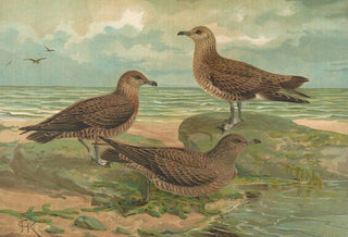 Johann Friedrich Naumann - Stercorarius parasiticus Stercorarius pomarinus Mittlere Raubmve Stercorarius longicaudus Vieill.webp