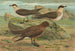 Stercorarius parasiticus, Stercorarius skua, Brünn, Stercorarius pomarinus, Moyen labbe - Johann Friedrich Naumann — widok dzieła