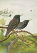 Sturnus vulgaris - Johann Friedrich Naumann — widok dzieła