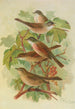 Sylvia curruca sylvia simplex - Johann Friedrich Naumann — widok dzieła