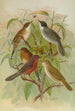 Sylvia melanocephala Sylvia undata Hypolais salicaria - Johann Friedrich Naumann — widok dzieła