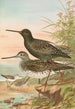 Totanus fuscus Totanus littoreus - Johann Friedrich Naumann — widok dzieła