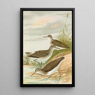 Johann Friedrich Naumann - Totanus ochropus Totanus glareola Tringoides hypoleucus.webp