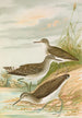Totanus ochropus Totanus glareola Tringoides hypoleucus - Johann Friedrich Naumann — widok dzieła