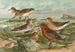 Tringa temminckii Leisl Tringa alpina Tringa subarcuata - Johann Friedrich Naumann — widok dzieła