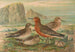 Tringa canutus Tringa maritima - Johann Friedrich Naumann — widok dzieła