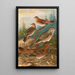 Turdus Naumanni - Johann Friedrich Naumann — oprawiony obraz na ścianie