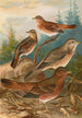 Turdus Naumanni - Johann Friedrich Naumann — widok dzieła