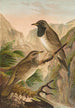 Turdus atrigularis - Johann Friedrich Naumann — widok dzieła