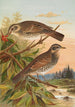 Turdus fuscatus - Johann Friedrich Naumann — widok dzieła
