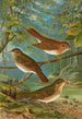 Turdus fuscescens Turdus pallassii Turdus swainsonii - Johann Friedrich Naumann — widok dzieła
