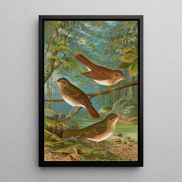 Johann Friedrich Naumann - Turdus fuscescens Turdus Pallassii Turdus Swainsonii.webp