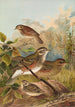 Turdus iliacus - Johann Friedrich Naumann — widok dzieła