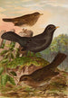Turdus merula - Johann Friedrich Naumann — widok dzieła