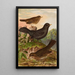 Turdus merula - Johann Friedrich Naumann — oprawiony obraz na ścianie