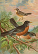 Turdus migratorius - Johann Friedrich Naumann — widok dzieła
