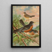Turdus migratorius - Johann Friedrich Naumann — oprawiony obraz na ścianie