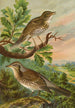 Turdus musicus Turdus pilaris - Johann Friedrich Naumann — widok dzieła