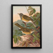 Turdus obscurus - Johann Friedrich Naumann — oprawiony obraz na ścianie
