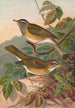 Turdus obscurus - Johann Friedrich Naumann — widok dzieła