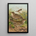 Turdus viscivorus Turdus atrigularis - Johann Friedrich Naumann — oprawiony obraz na ścianie