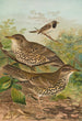 Turdus viscivorus Turdus atrigularis - Johann Friedrich Naumann — widok dzieła