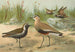 Vanellus gregarius Pall Charadrius dominicus St Muller - Johann Friedrich Naumann — widok dzieła