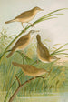 crocephalus streperus streperus horticolus palustris palustris fruticolus - Johann Friedrich Naumann — widok dzieła