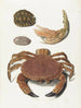 Un crabe, une pince de crabe et deux carapaces de tortue - Johann Gustav Hoch — widok dzieła