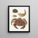 Un crabe, une pince de crabe et deux carapaces de tortue - Johann Gustav Hoch — oprawiony obraz na ścianie