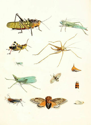 Johann Heinrich Sulzer - Dr Sulzers Short History of Insects Pl 09.webp