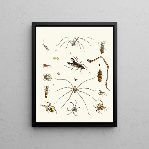 Johann Heinrich Sulzer - Dr Sulzers Short History of Insects Pl 28.webp