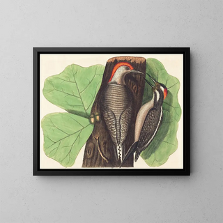 Johann Michael Seligmann - The Red Bellied Woodpecker Picus Carolinus.webp
