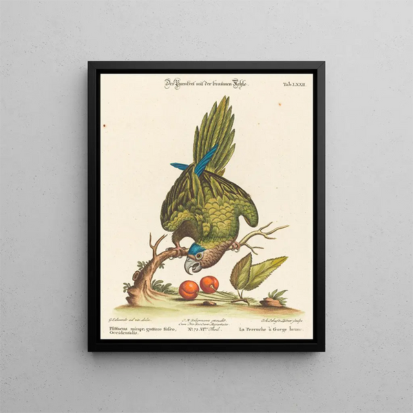 Johann Sebastian Leitner - Psittacus minor gutture fusco occidentalis.webp