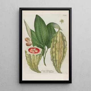 Johann Wilhelm Weinmann - Phytanthoza iconographia Pl002.webp