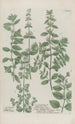 Phytanthoza iconographia Pl005 - Johann Wilhelm Weinmann — widok dzieła