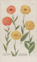 Phytanthoza iconographia Pl006 - Johann Wilhelm Weinmann — widok dzieła