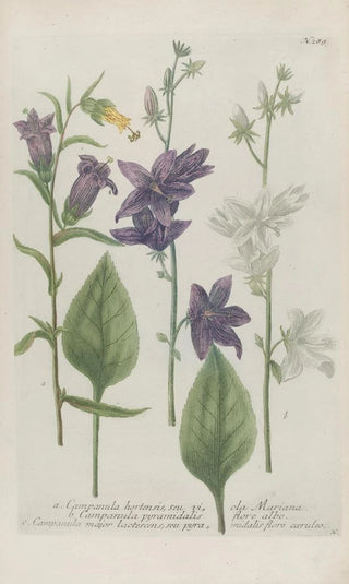 Johann Wilhelm Weinmann - Phytanthoza iconographia Pl012.webp