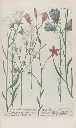 Johann Wilhelm Weinmann - Phytanthoza iconographia Pl013.webp