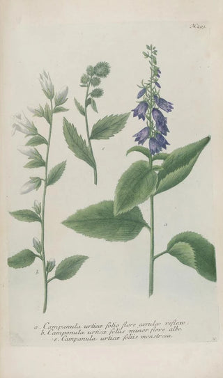 Johann Wilhelm Weinmann - Phytanthoza iconographia Pl016.webp