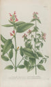 Phytanthoza iconographia Pl024 - Johann Wilhelm Weinmann — widok dzieła