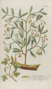 Phytanthoza iconographia Pl029 - Johann Wilhelm Weinmann — widok dzieła