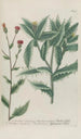 Phytanthoza iconographia Pl032 - Johann Wilhelm Weinmann — widok dzieła