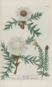 Phytanthoza iconographia Pl041 - Johann Wilhelm Weinmann — widok dzieła