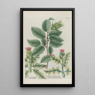 Johann Wilhelm Weinmann - Phytanthoza iconographia Pl042.webp