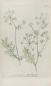 Phytanthoza iconographia Pl044 - Johann Wilhelm Weinmann — widok dzieła
